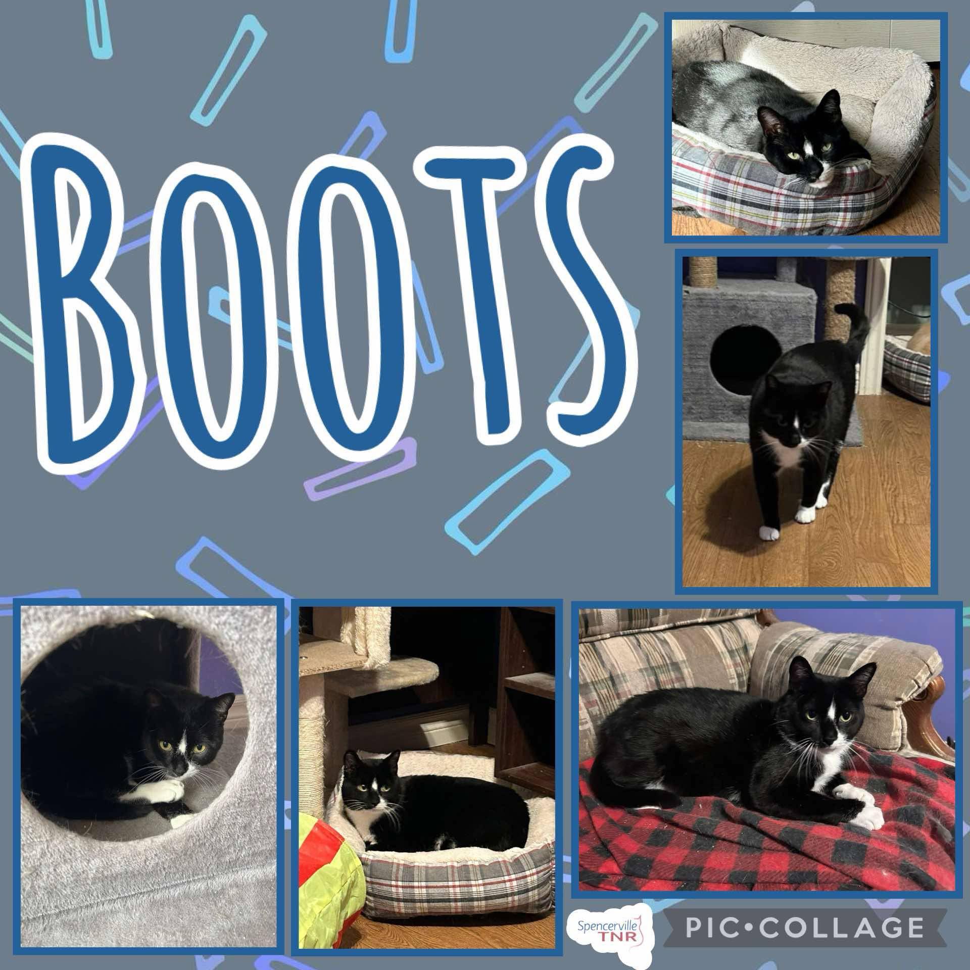 Boots, an adoptable Domestic Short Hair in Kemptville, ON, K0G 1J0 | Photo Image 4