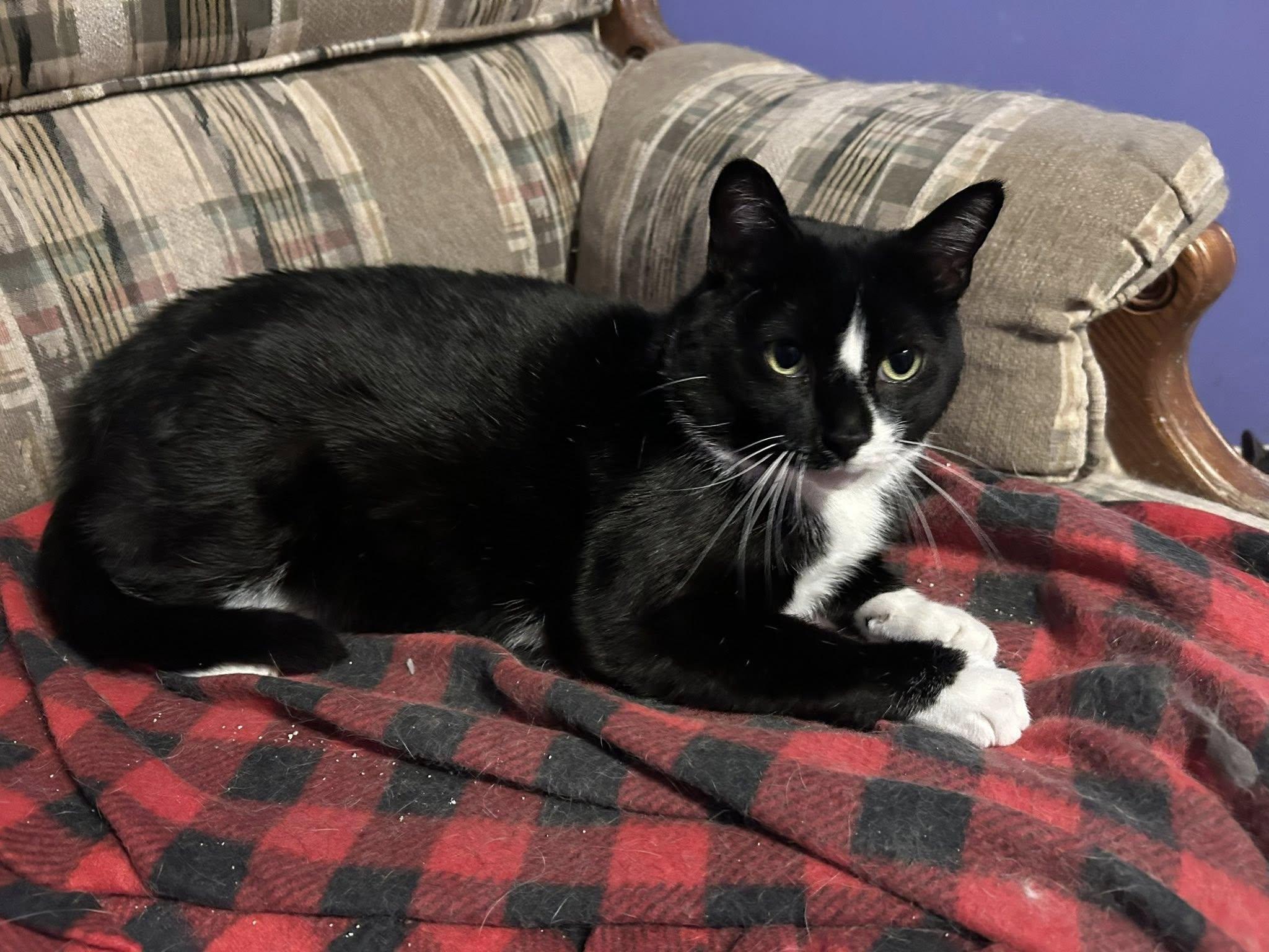 Boots, an adoptable Domestic Short Hair in Kemptville, ON, K0G 1J0 | Photo Image 1