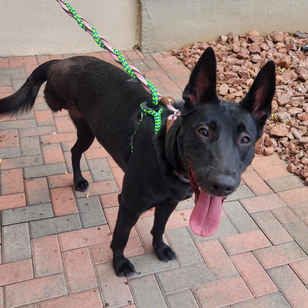 Enlarge Brownie A1396594, a Adoptable Belgian Shepherd / Malinois in Las Vegas, NV image 1/4
