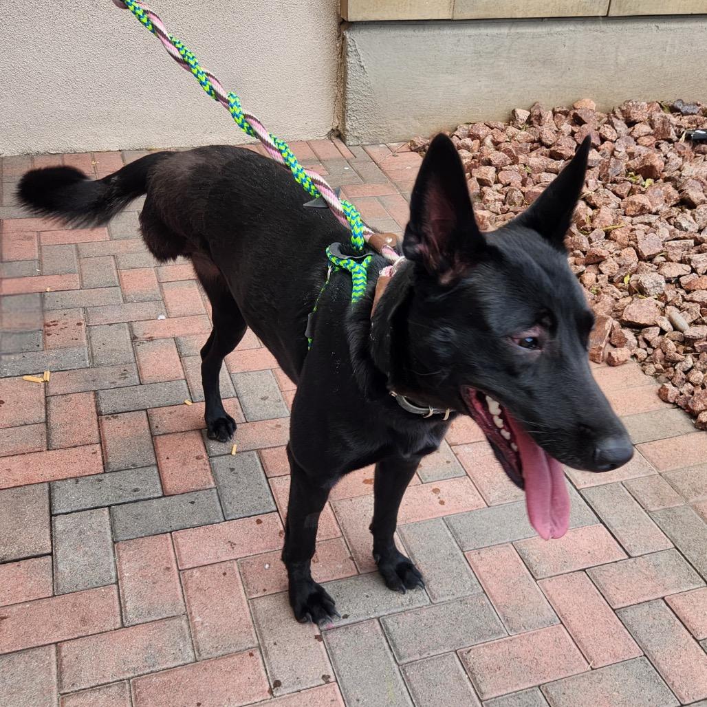 Enlarge Brownie A1396594, a Adoptable Belgian Shepherd / Malinois in Las Vegas, NV image 2/4