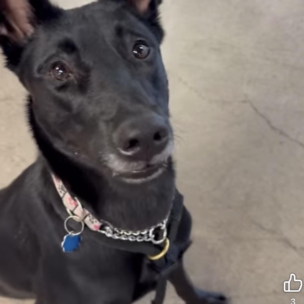 Brownie A1396594, a Adoptable Belgian Shepherd / Malinois in Las Vegas, NV image 3/6