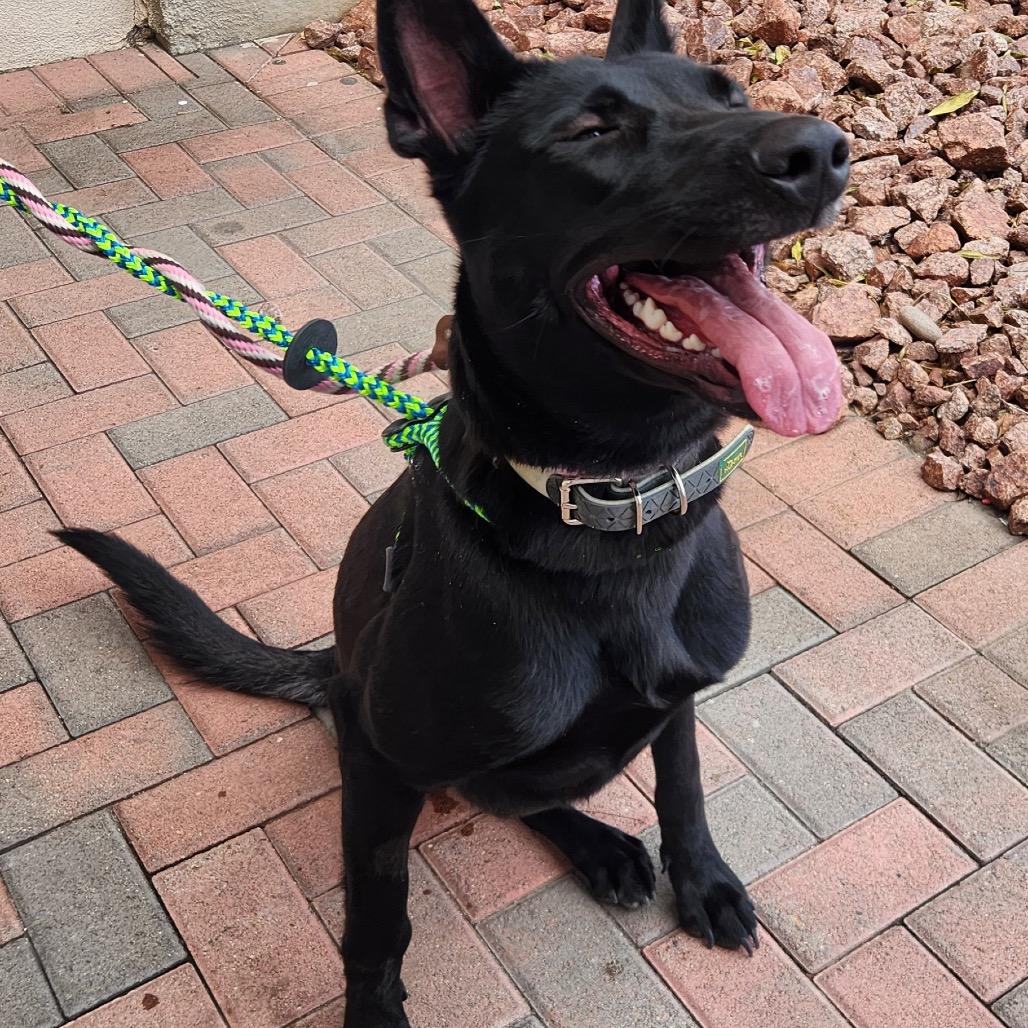 Enlarge Brownie A1396594, a Adoptable Belgian Shepherd / Malinois in Las Vegas, NV image 3/4