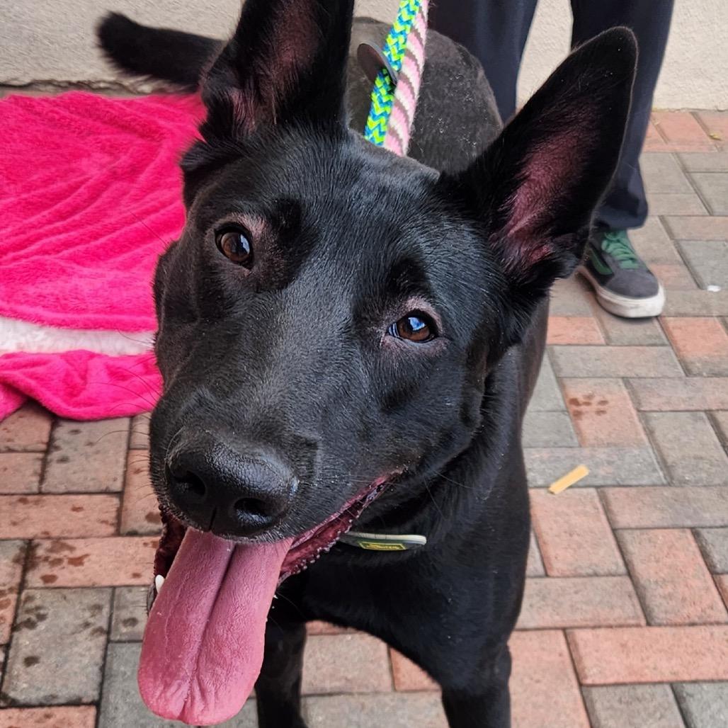 Enlarge Brownie A1396594, a Adoptable Belgian Shepherd / Malinois in Las Vegas, NV image 4/4