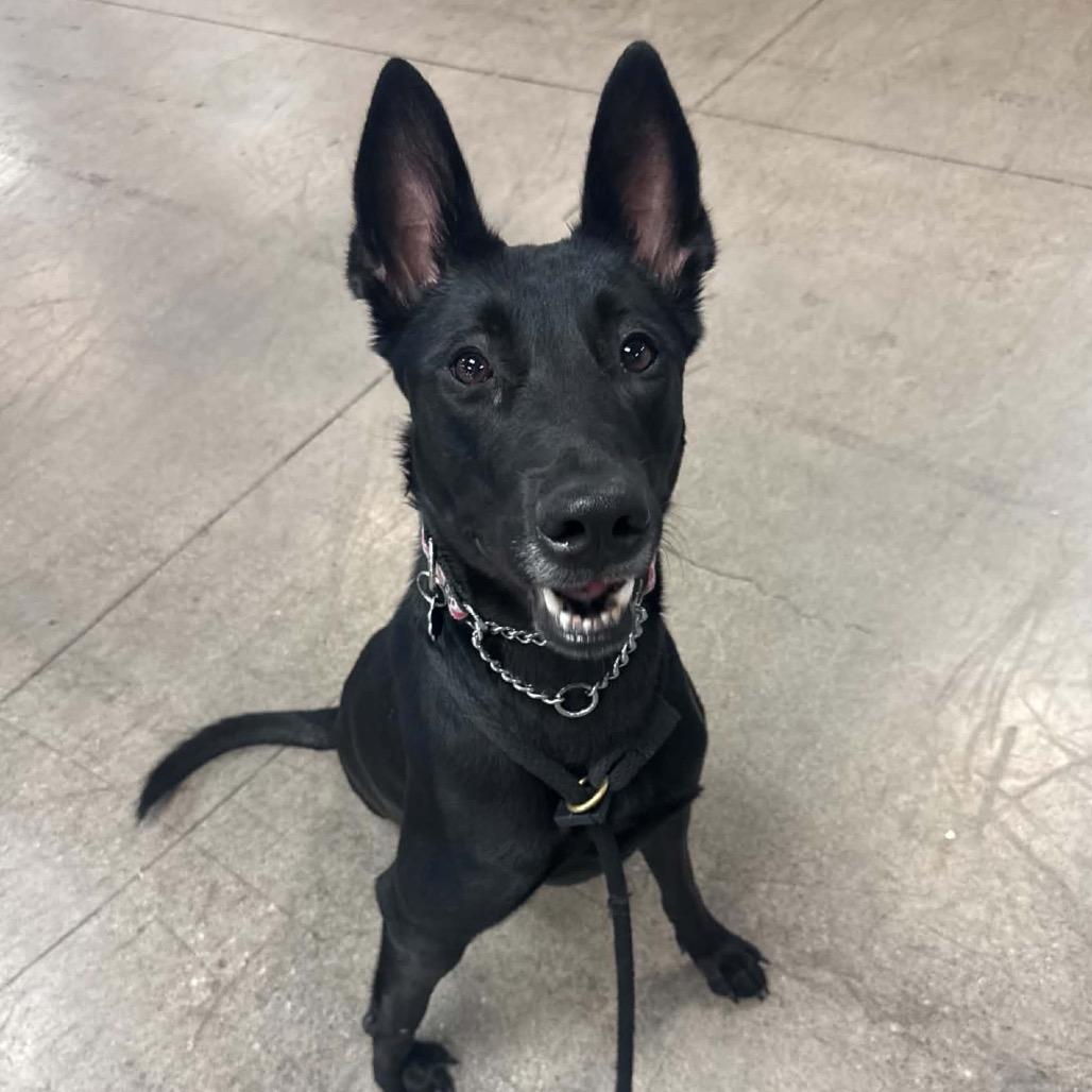 Brownie A1396594, a Adoptable Belgian Shepherd / Malinois in Las Vegas, NV image 6/6