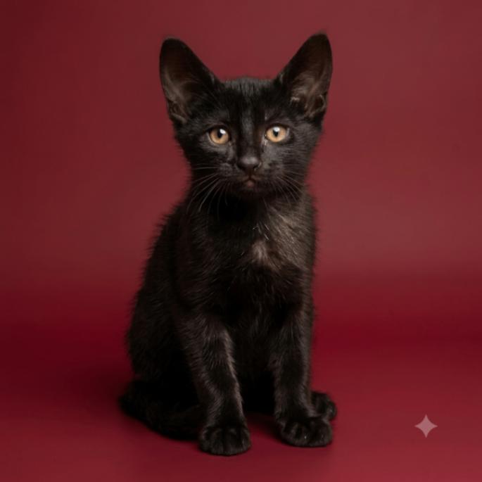New York, Adoptable, Young Male Domestic Short Hair.