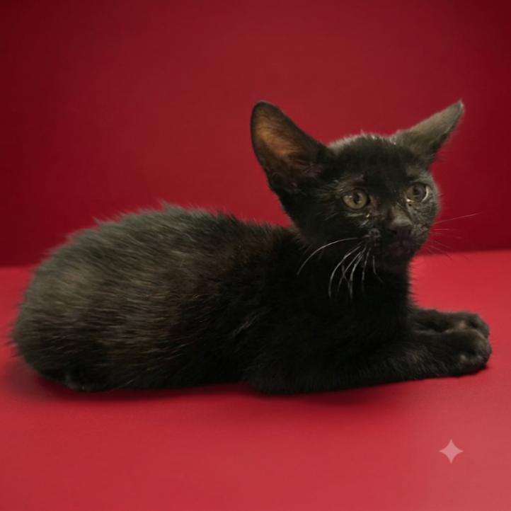 New York, a Adoptable Domestic Short Hair in Yankton, SD image 2/2