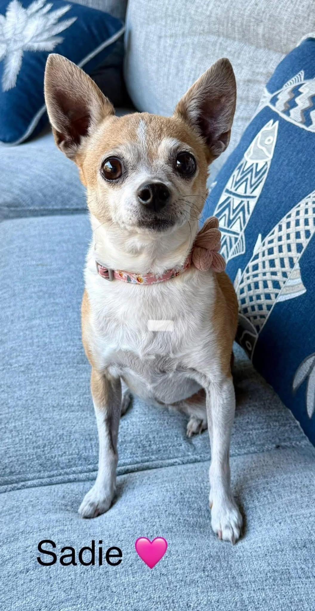 Sadie, adopted, Adult Female Chihuahua.