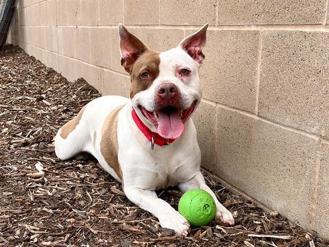 ROCA, Adoptable, Adult Female Pit Bull Terrier.