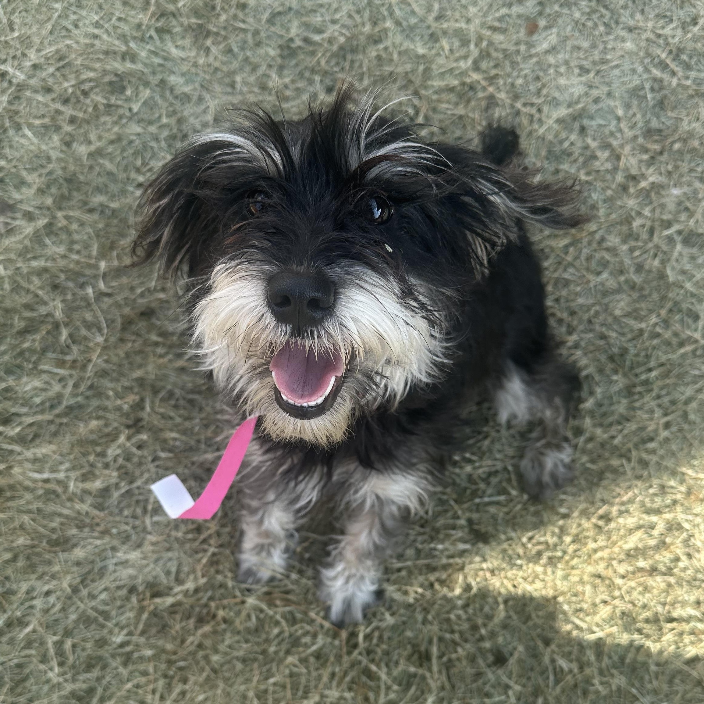 Zoey, adopted, Adult Female Miniature Schnauzer.