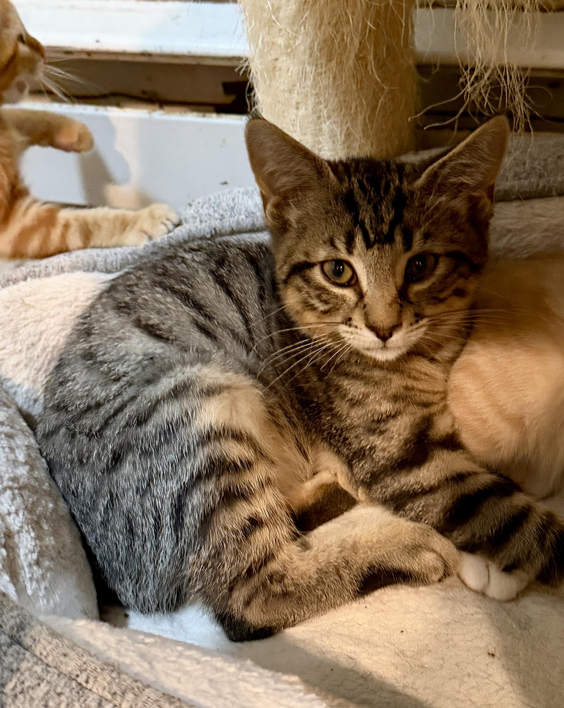 Enlarge Catcher, a Adopted Domestic Short Hair in East Hanover, NJ image 1/2