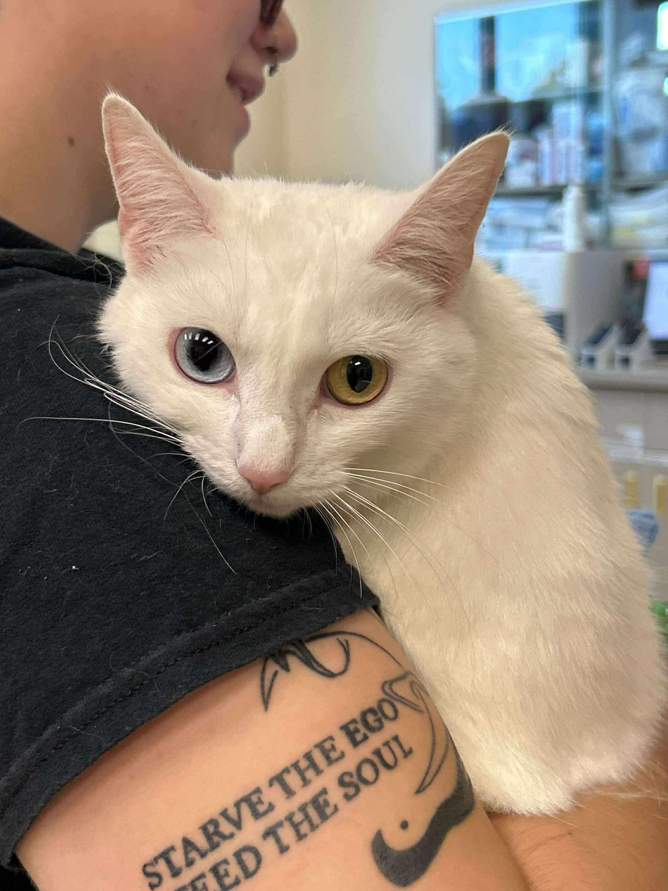 Snowball, adoptable, Adult Female Domestic Short Hair.