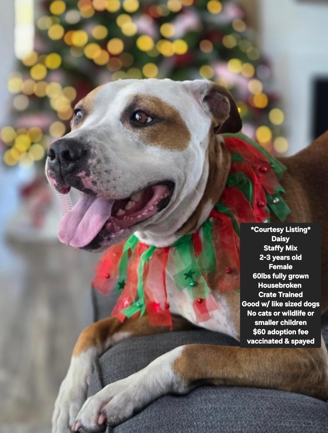 Courtesy Listing - Daisy, a ADOPTABLE mixed breed in Oviedo, FL image 1/4