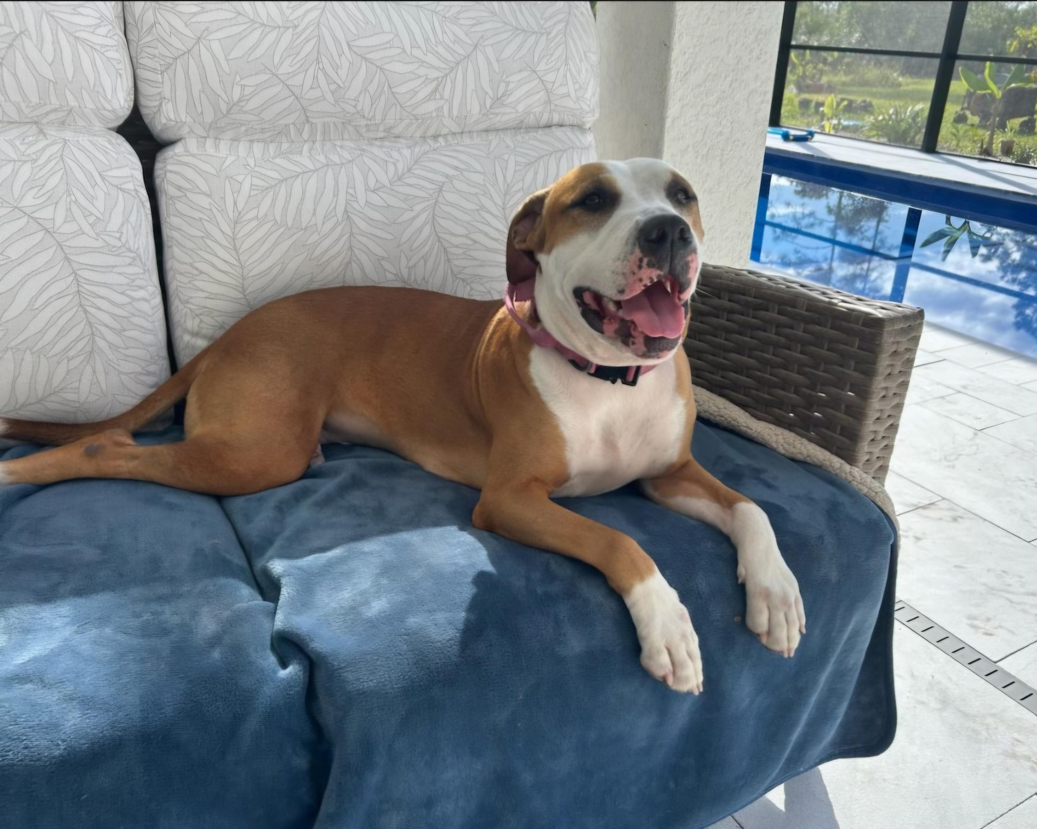Courtesy Listing - Daisy, a ADOPTABLE mixed breed in Oviedo, FL image 4/4