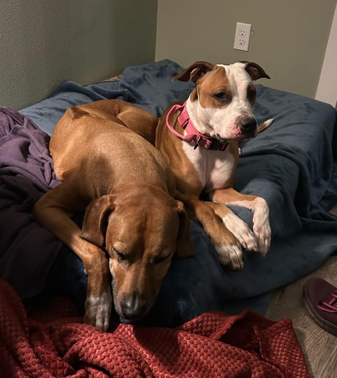Courtesy Listing - Daisy, a ADOPTABLE mixed breed in Oviedo, FL image 3/4