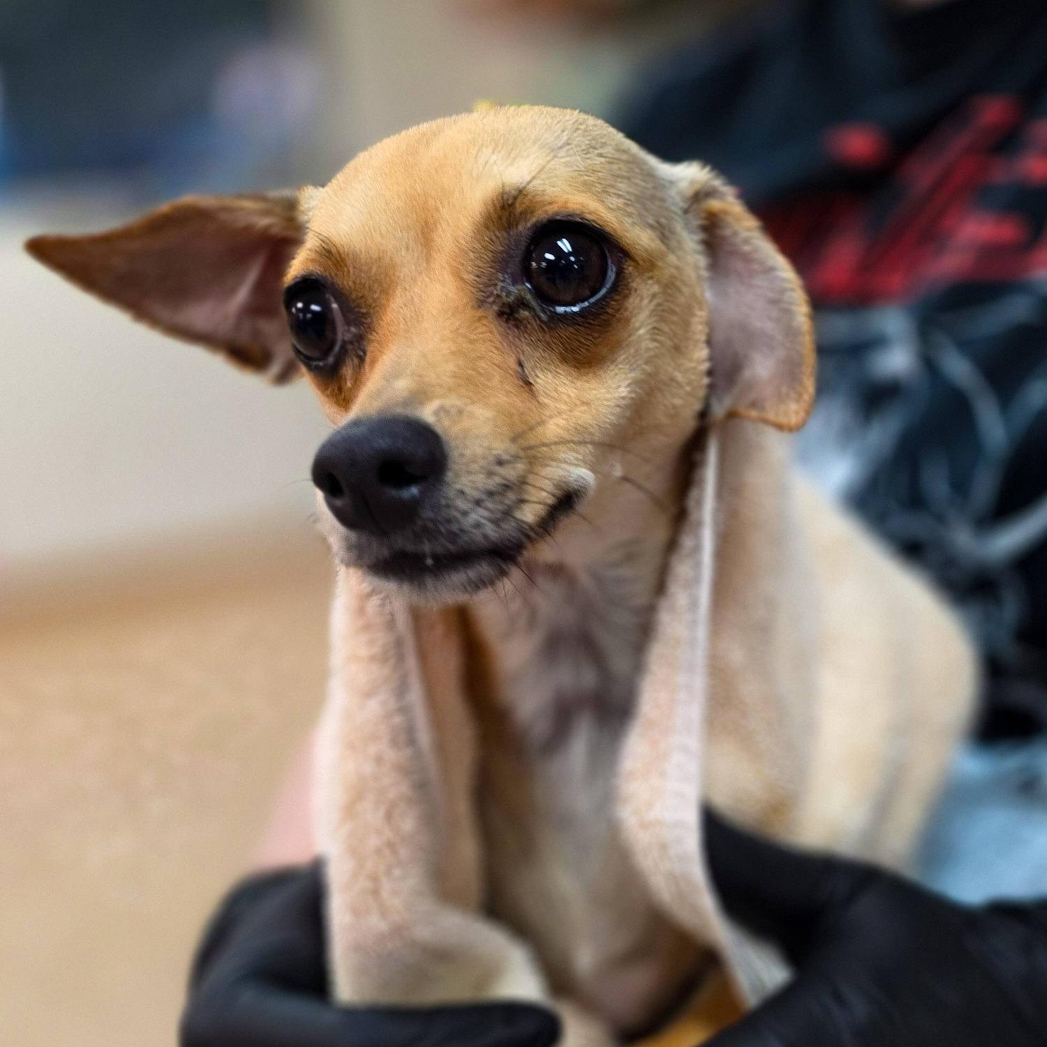 Pita, a ADOPTABLE mixed breed in Sterling Heights, MI image 1/5