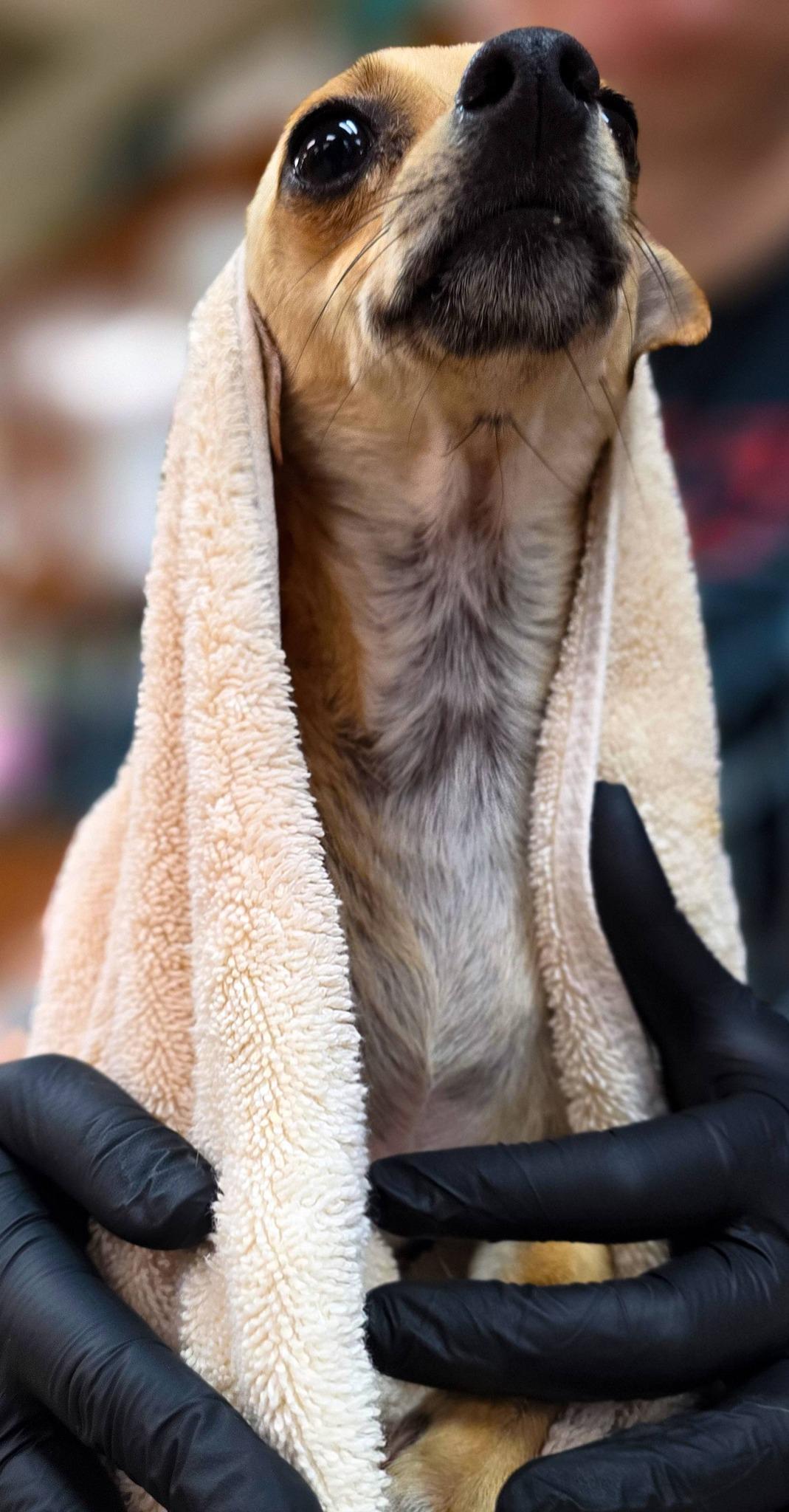 Pita, a ADOPTABLE mixed breed in Sterling Heights, MI image 4/5