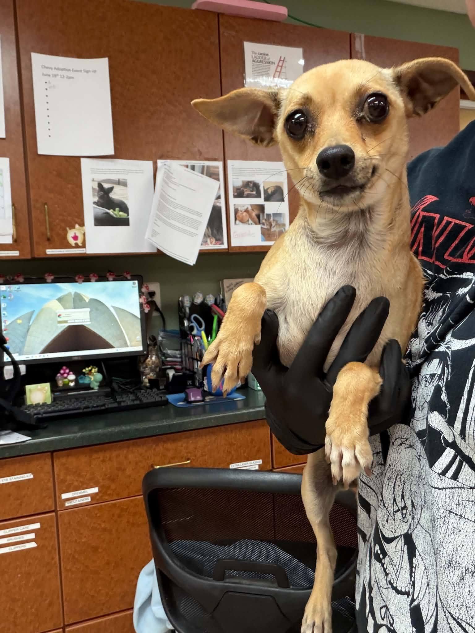 Pita, a ADOPTABLE mixed breed in Sterling Heights, MI image 3/5
