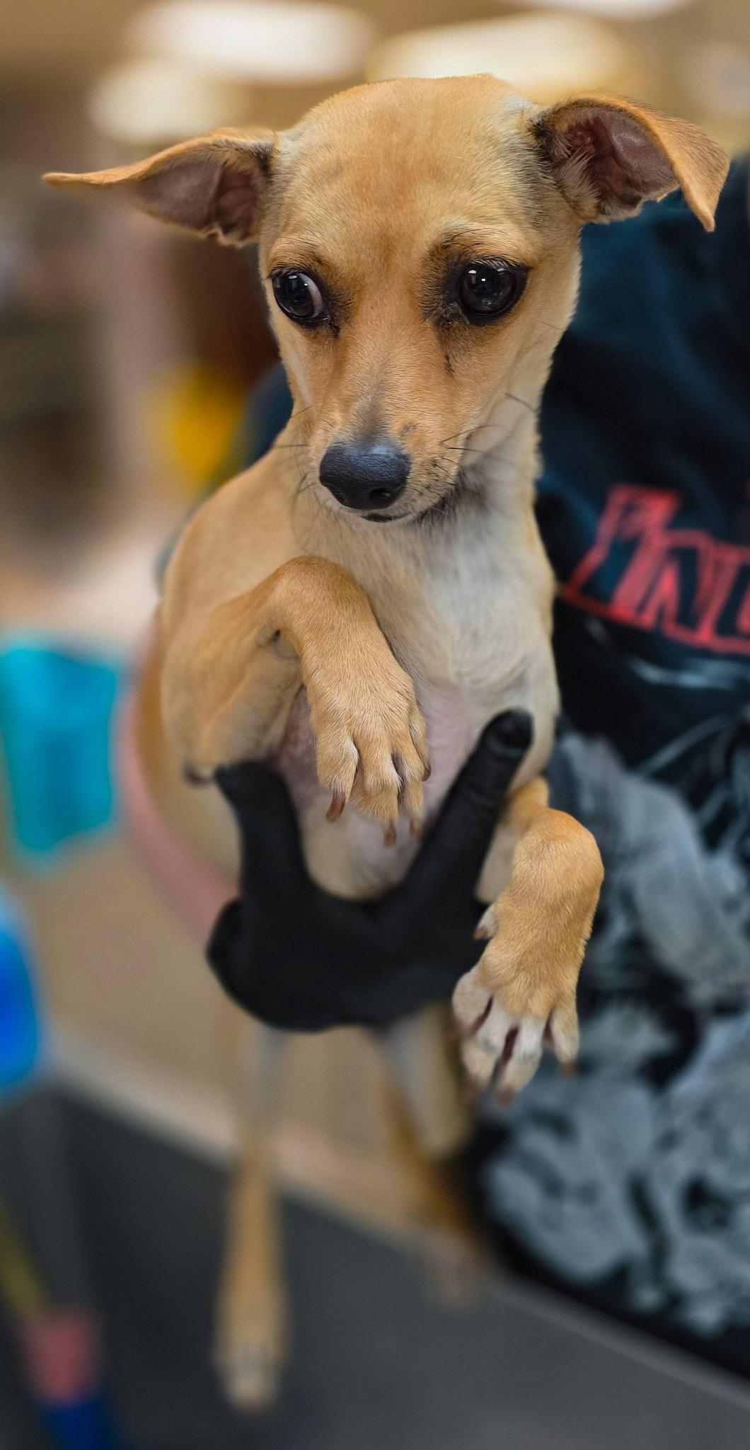 Pita, a ADOPTABLE mixed breed in Sterling Heights, MI image 2/5