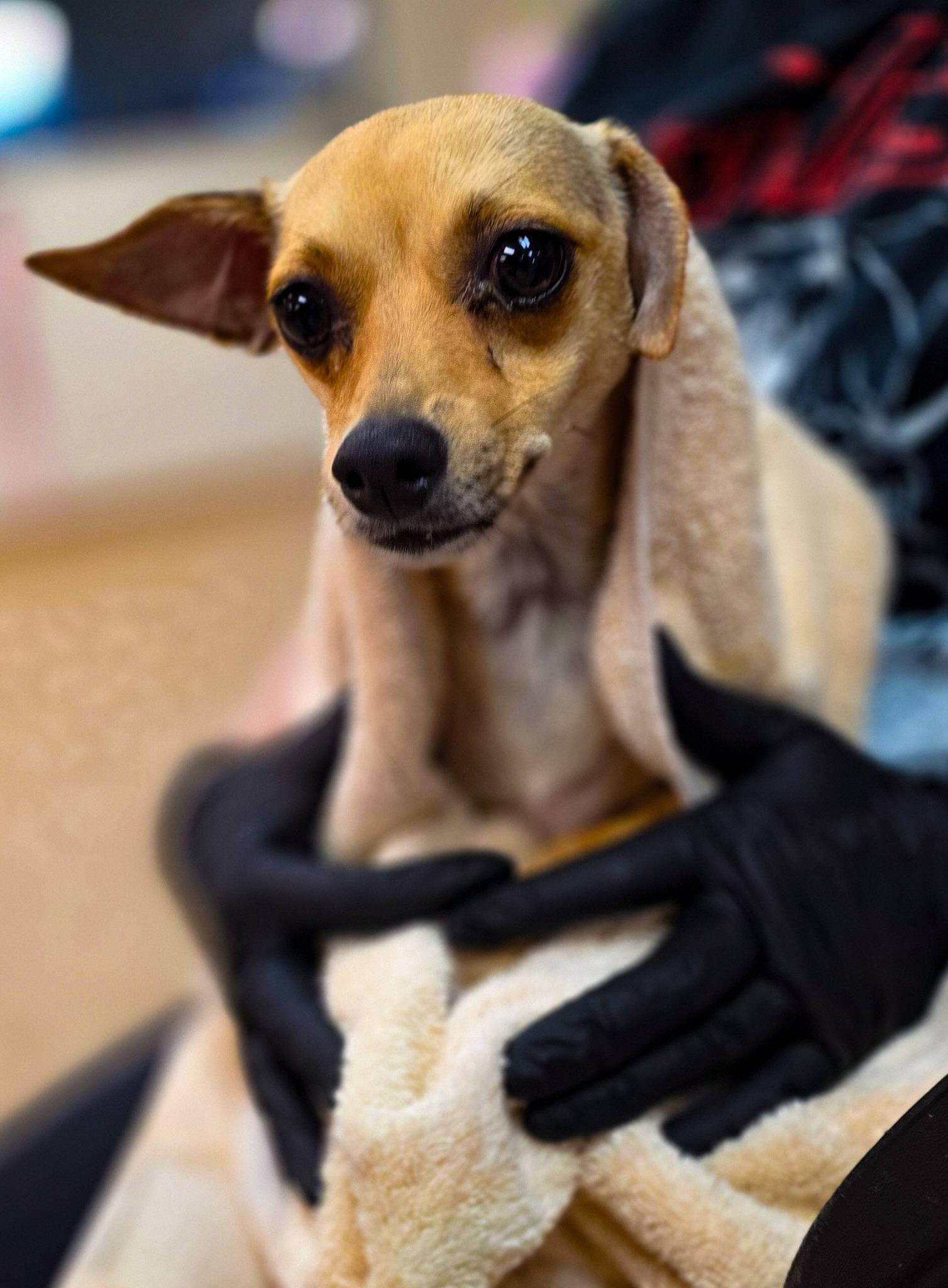 Pita, a ADOPTABLE mixed breed in Sterling Heights, MI image 5/5
