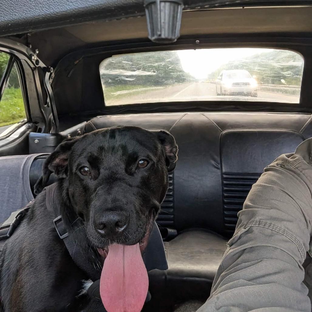 Manhattan, Adoptable, Young Male Black Labrador Retriever.