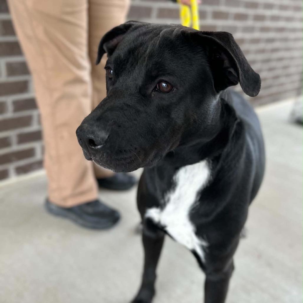 Manhattan, a Adoptable Black Labrador Retriever in Clarksville, TN image 3/6