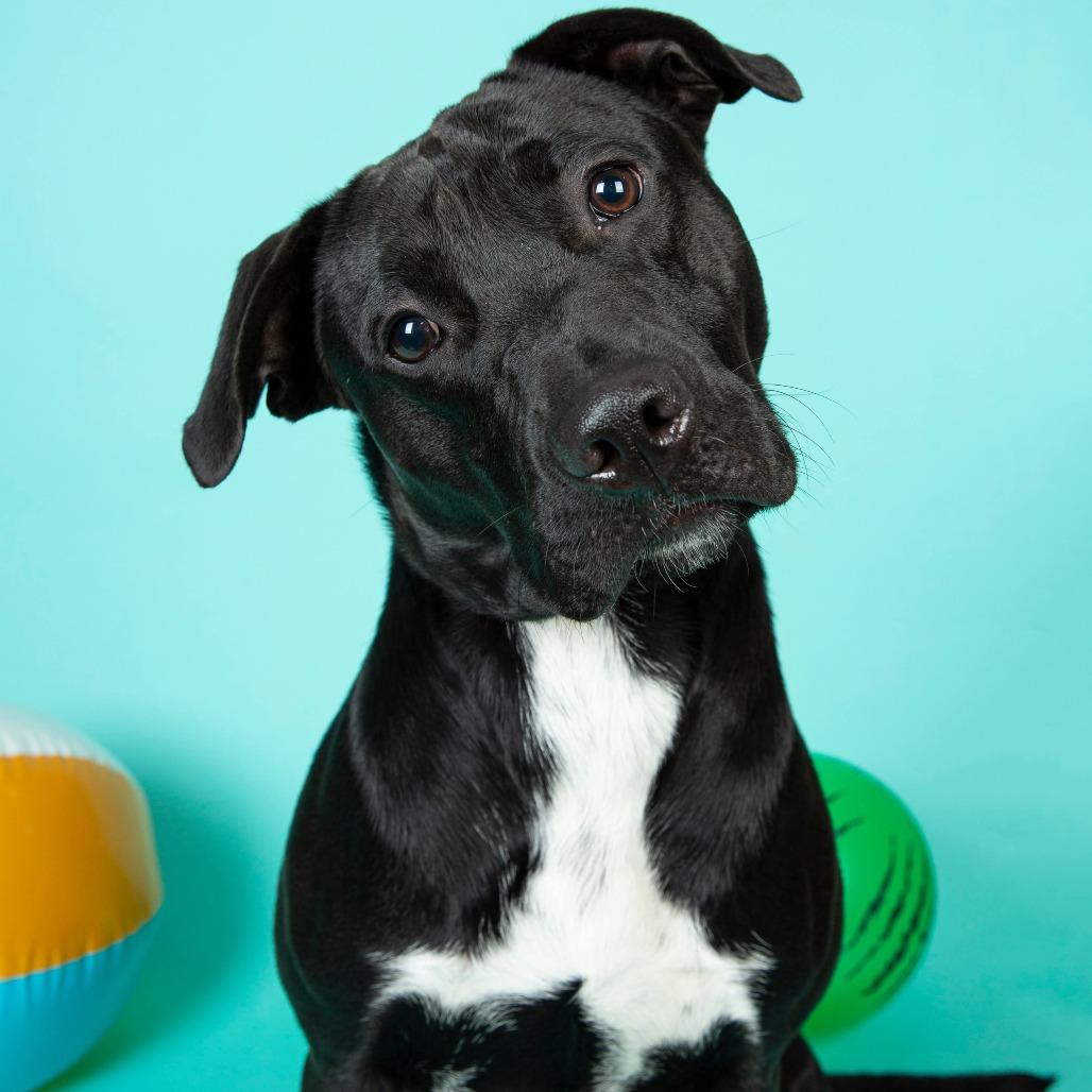 Manhattan, a Adoptable Black Labrador Retriever in Clarksville, TN image 4/6