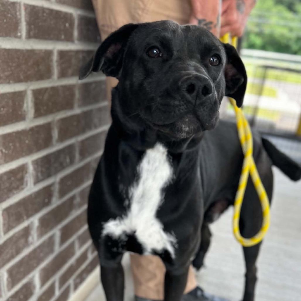 Manhattan, a Adoptable Black Labrador Retriever in Clarksville, TN image 5/6