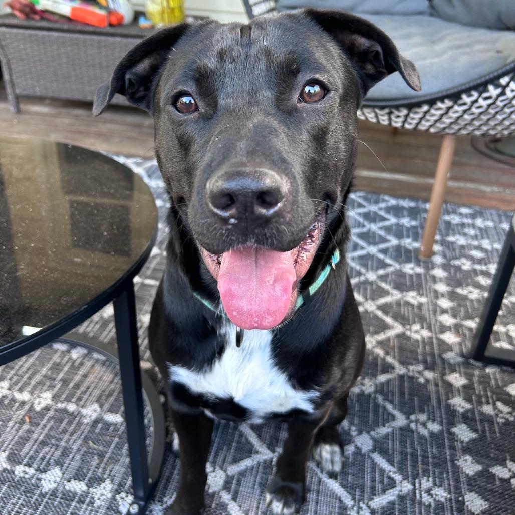 Enlarge Manhattan, a Adoptable Black Labrador Retriever in Clarksville, TN image 5/6