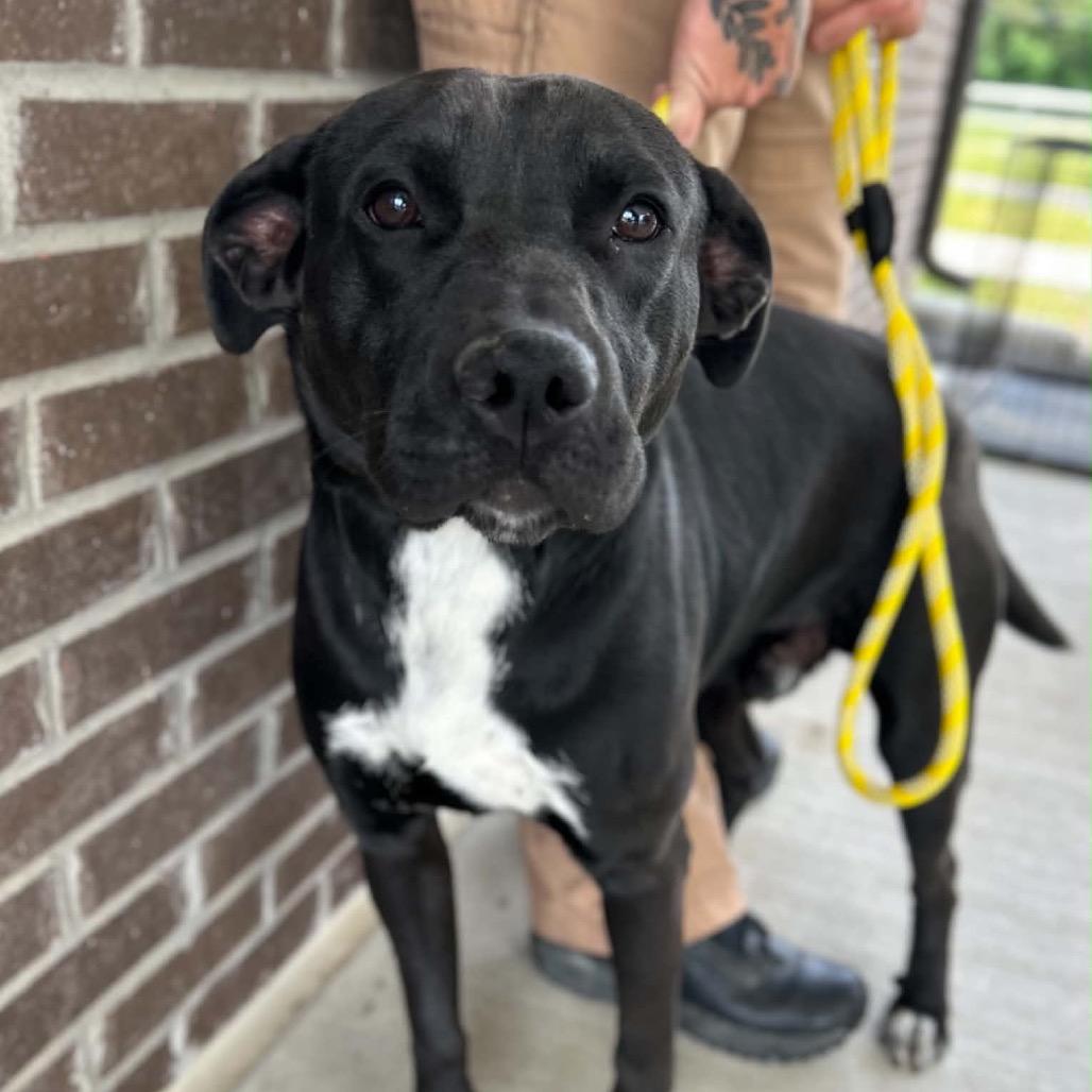 Manhattan, a Adoptable Black Labrador Retriever in Clarksville, TN image 6/6
