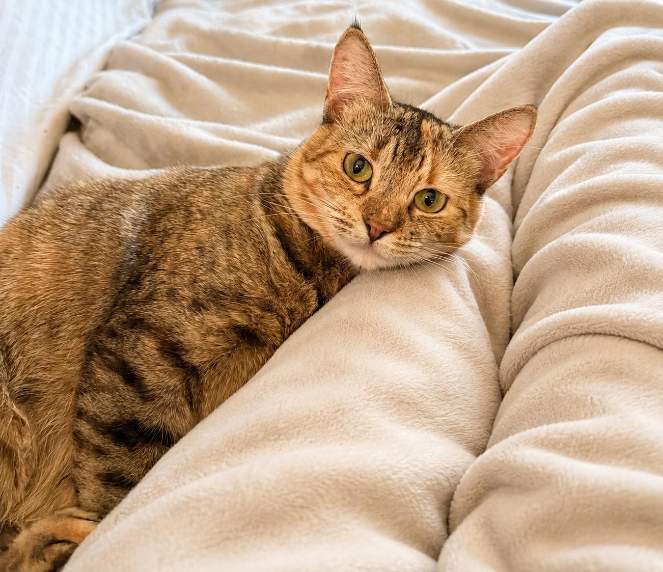 Enlarge Maple Sweet, Spunky & Loving, a Adoptable Domestic Short Hair in Colts Neck, NJ image 5/6