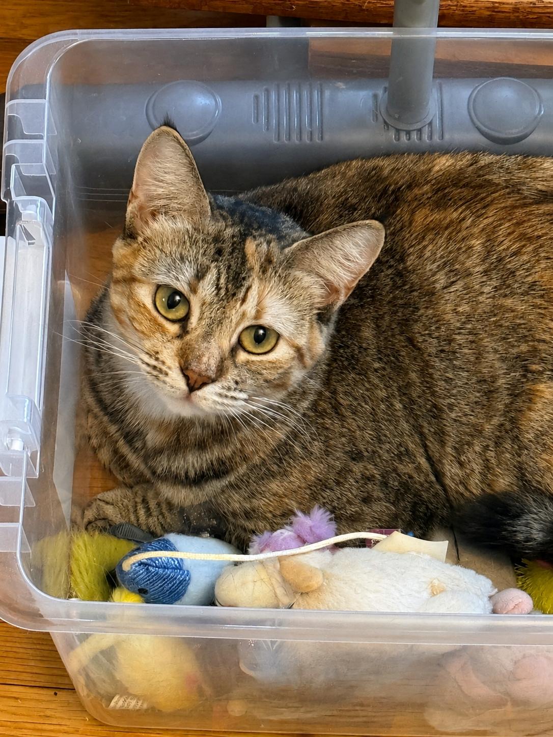 Enlarge Maple Sweet, Spunky & Loving, a Adoptable Domestic Short Hair in Colts Neck, NJ image 2/6