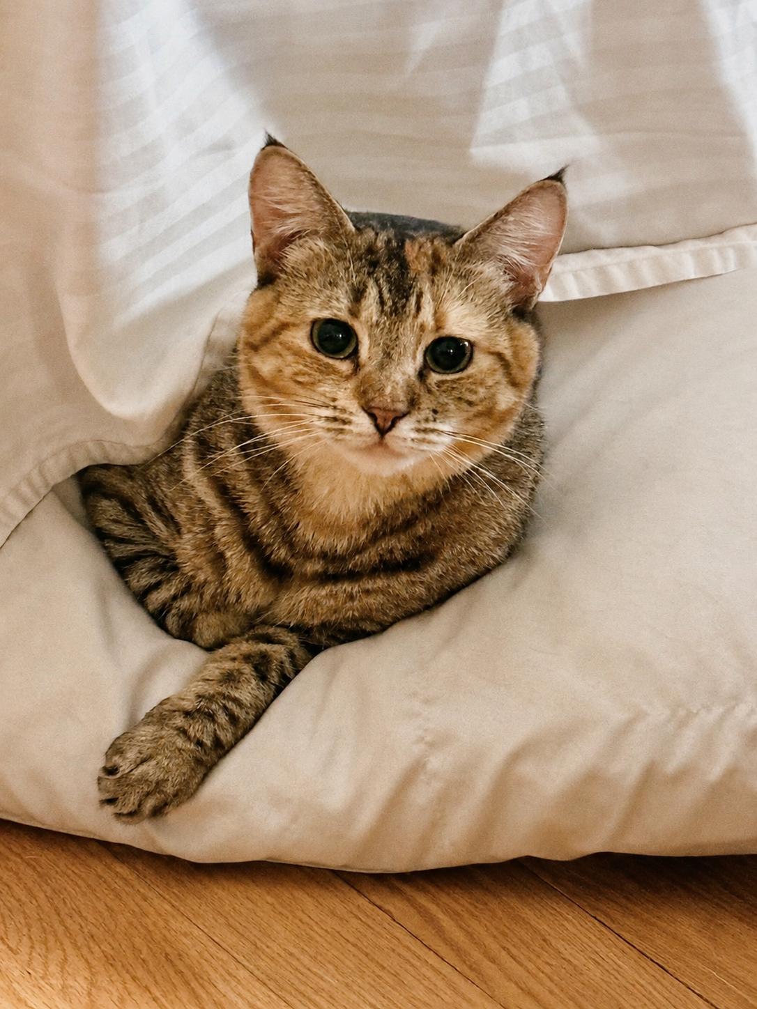 Enlarge Maple Sweet, Spunky & Loving, a Adoptable Domestic Short Hair in Colts Neck, NJ image 3/6