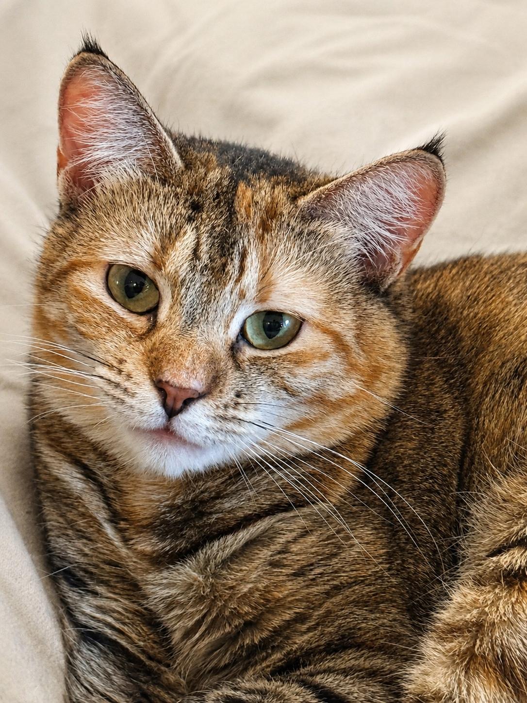 Enlarge Maple Sweet, Spunky & Loving, a Adoptable Domestic Short Hair in Colts Neck, NJ image 1/6