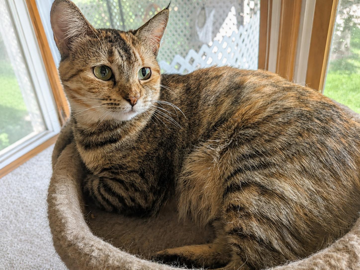Enlarge Maple Sweet, Spunky & Loving, a Adoptable Domestic Short Hair in Colts Neck, NJ image 4/6