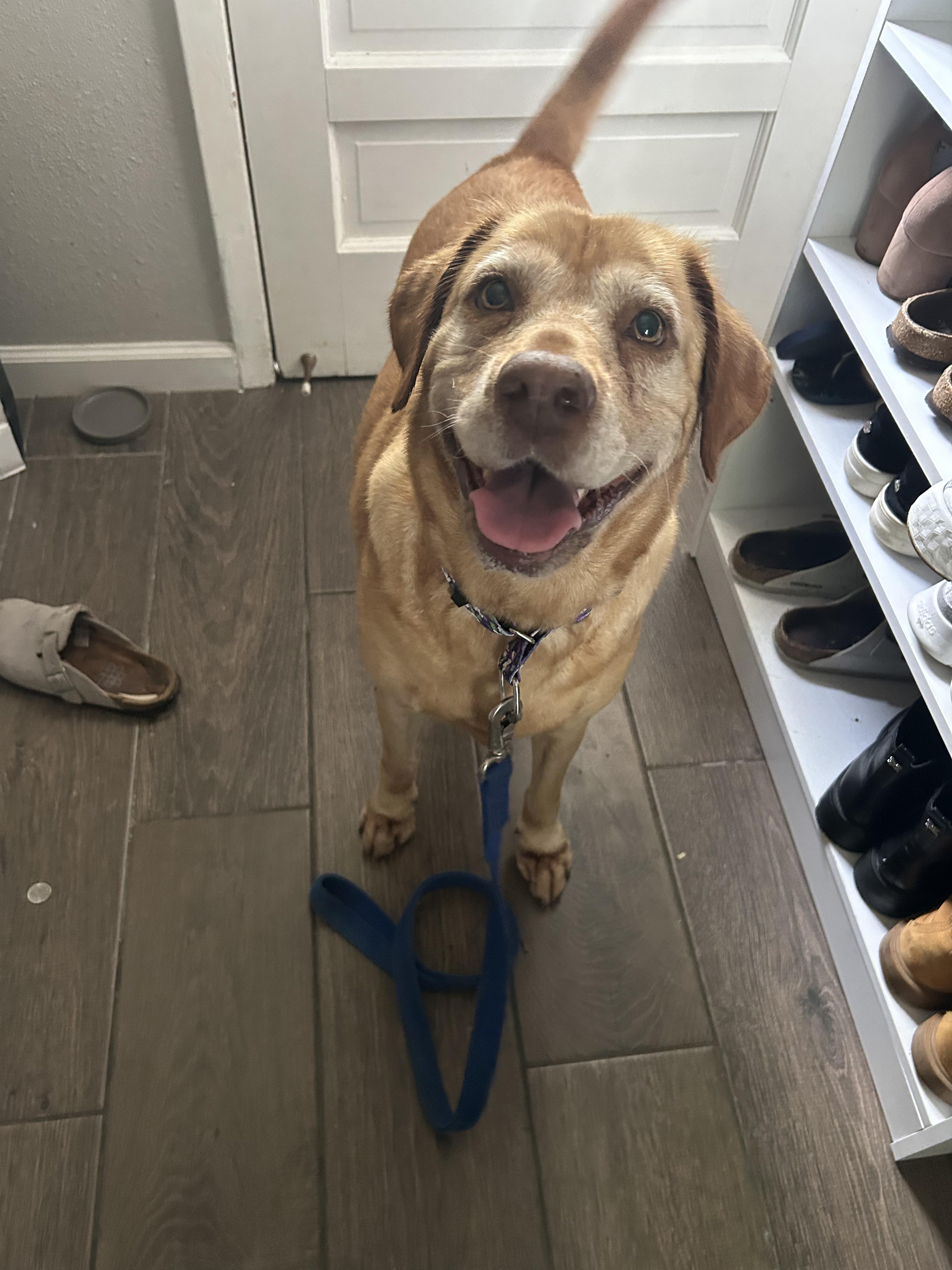 Sandy Cheeks, a ADOPTABLE Labrador Retriever in Webster, TX image 2/5