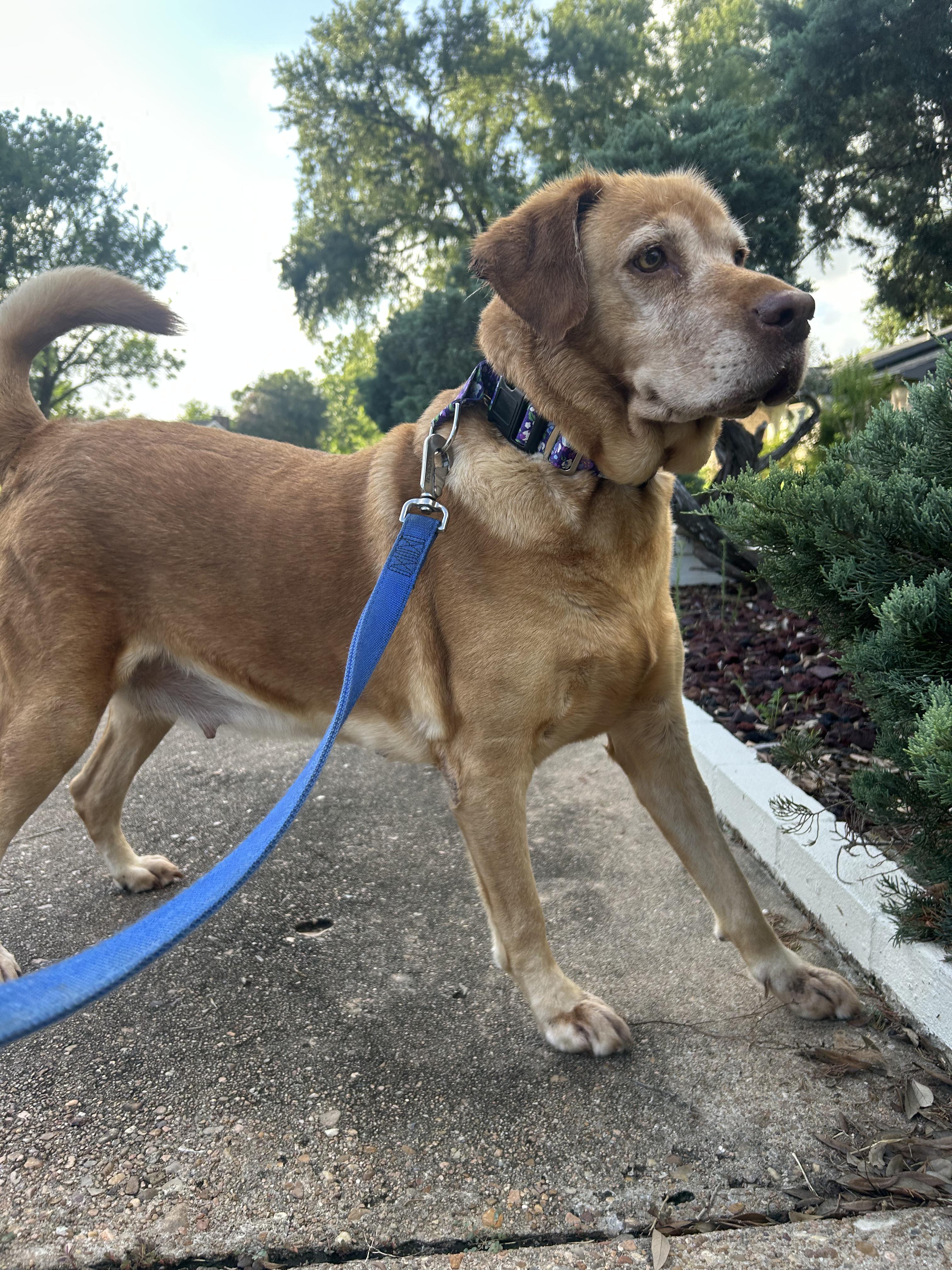 Sandy Cheeks, a ADOPTABLE Labrador Retriever in Webster, TX image 4/5