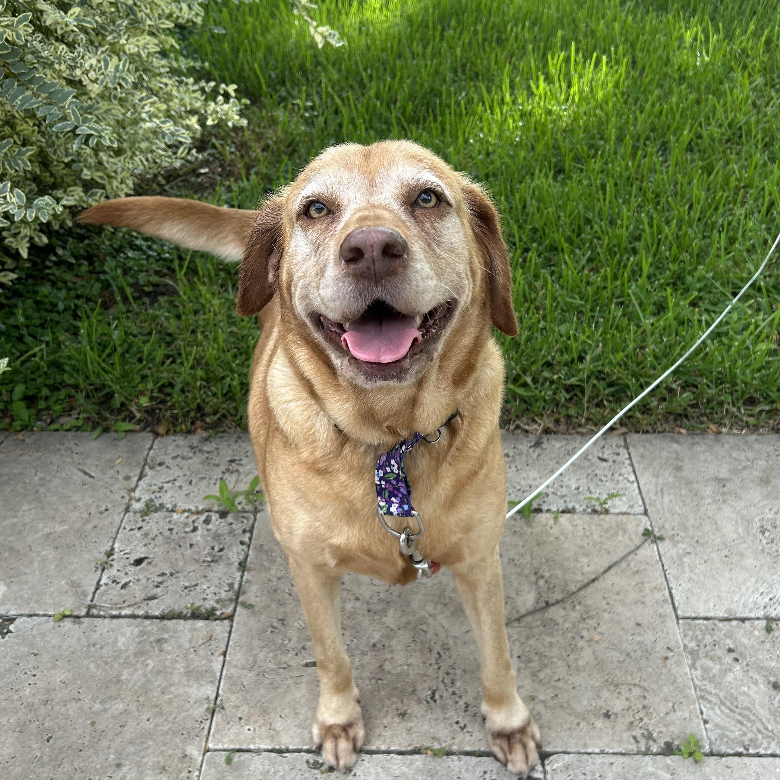 Sandy Cheeks, a ADOPTABLE Labrador Retriever in Webster, TX image 1/5