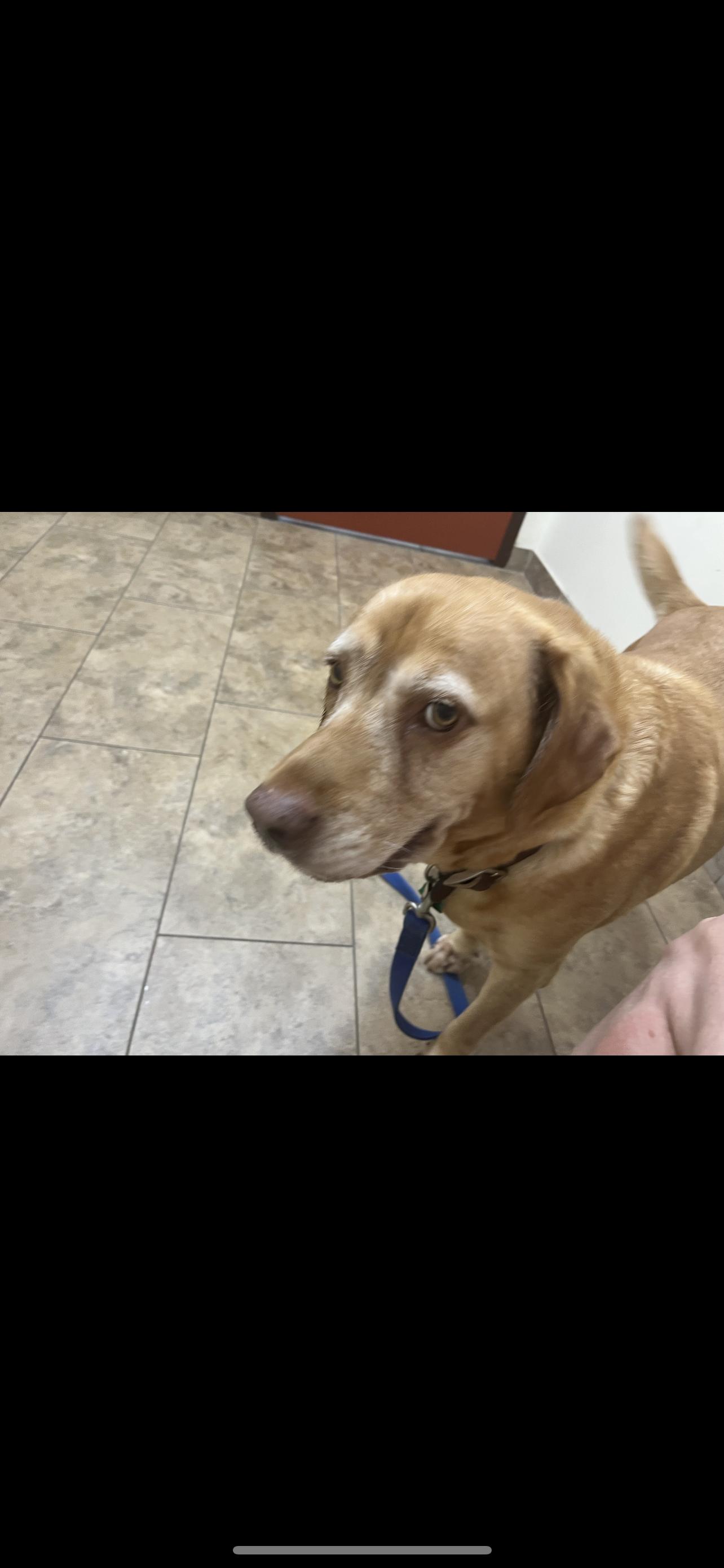 Sandy Cheeks, a ADOPTABLE Labrador Retriever in Webster, TX image 5/5