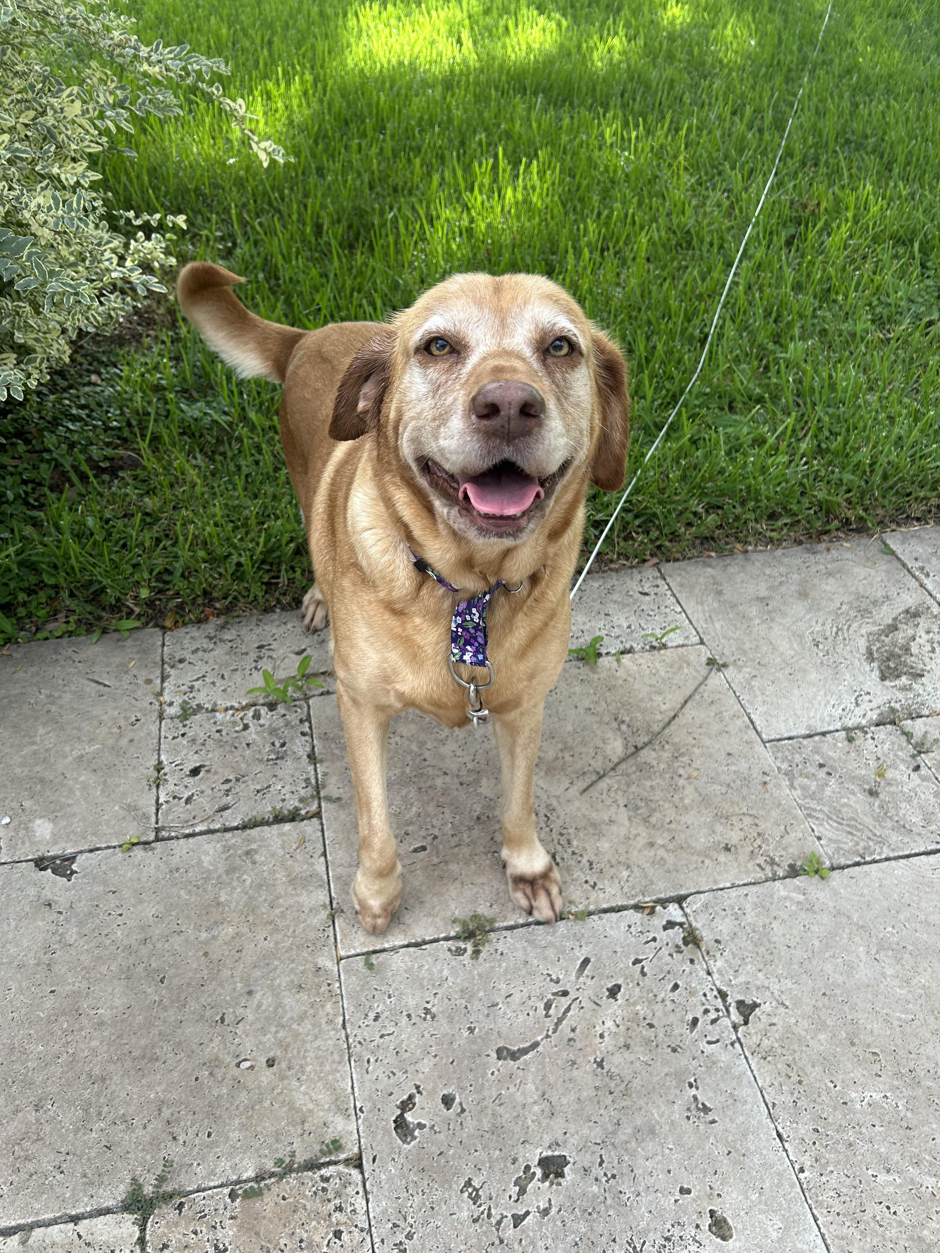 Sandy Cheeks, a ADOPTABLE Labrador Retriever in Webster, TX image 3/5