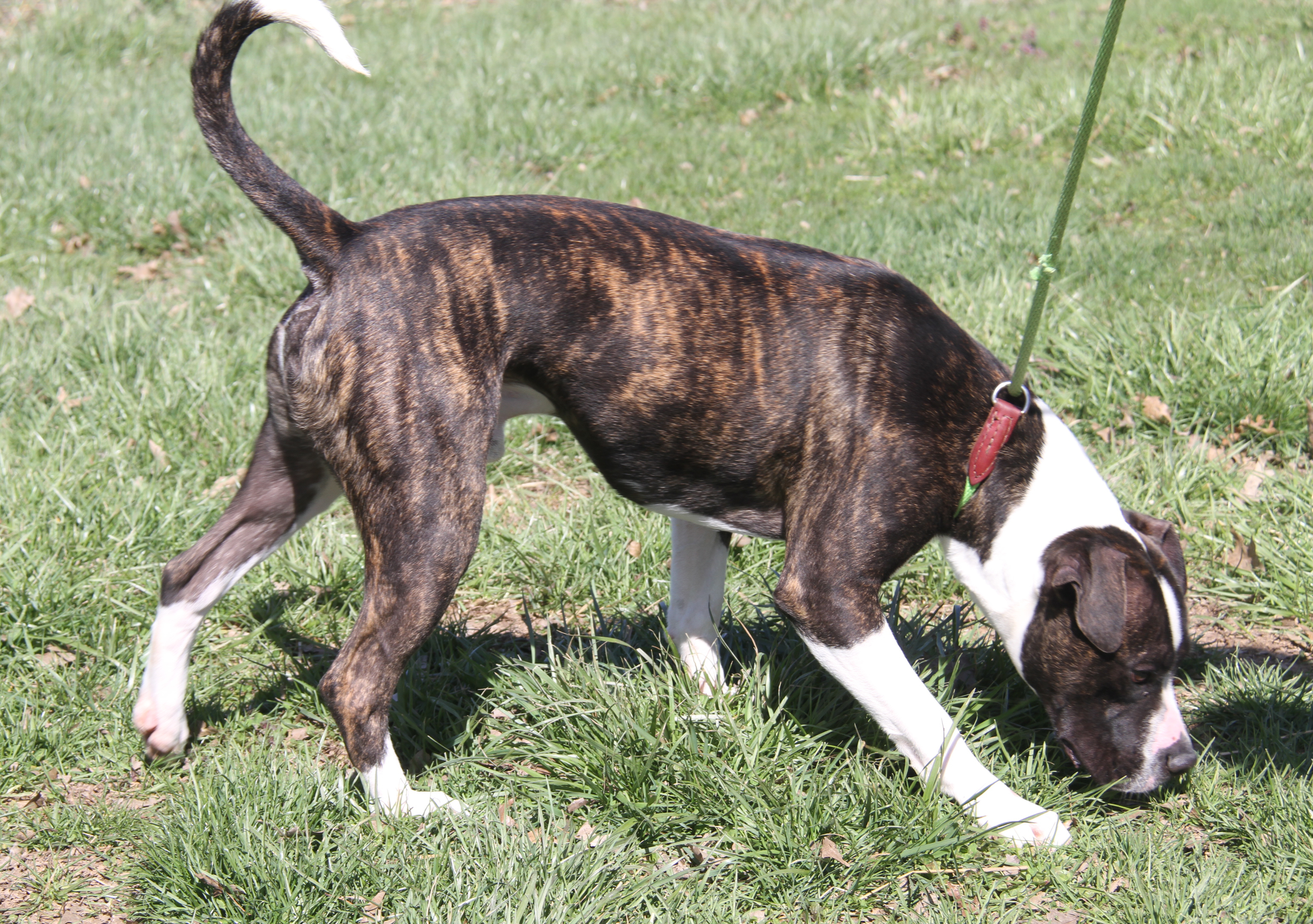 Enlarge Spice (Neutered) (Photos 3/25/2024), a Adoptable Pit Bull Terrier in Marietta, OH image 5/6