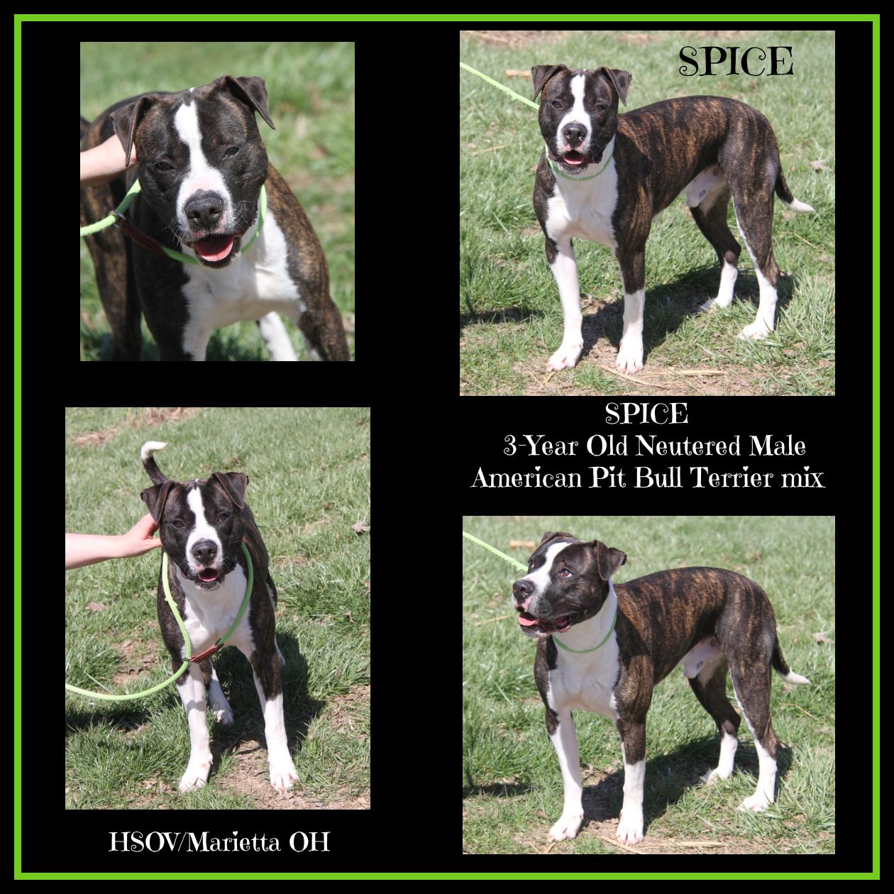 Spice (Neutered) (Photos 3/25/2024), Adoptable, Adult Male Pit Bull Terrier.