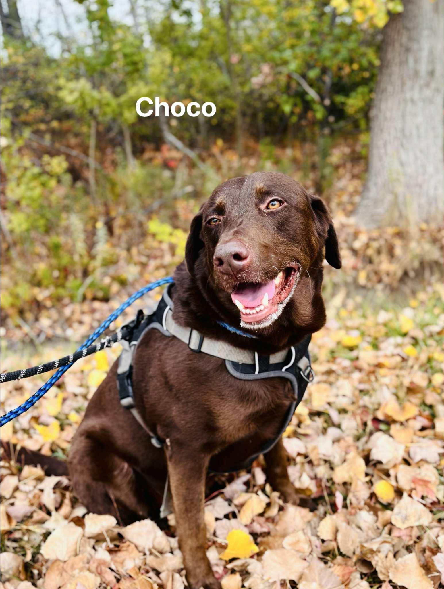 Choco