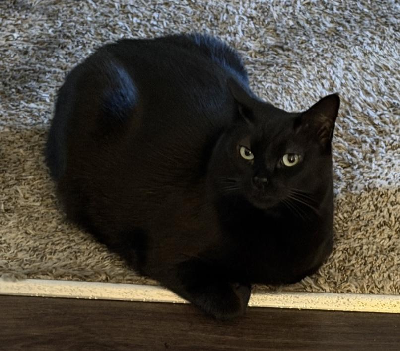 Cleo — thumbnail 2