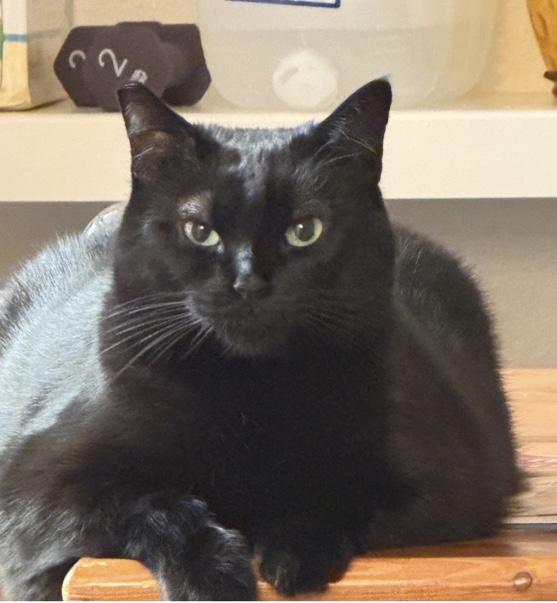 Cleo — thumbnail 4