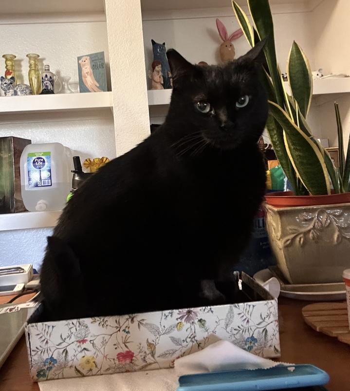 Cleo — thumbnail 5