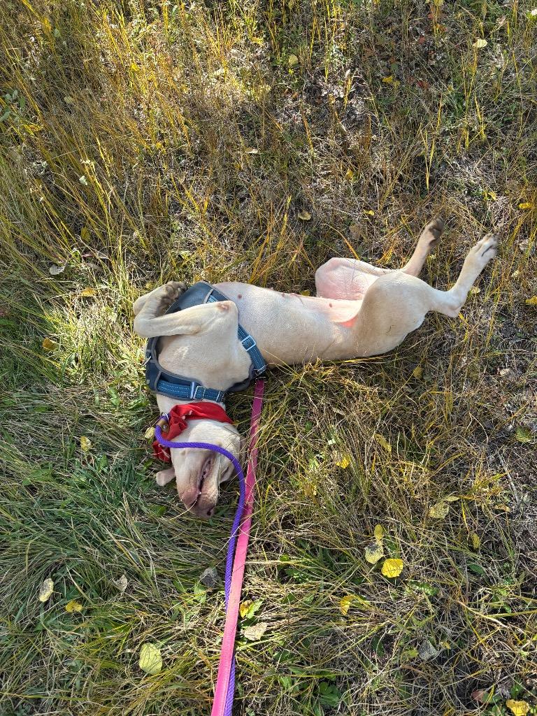 Enlarge Vomma, a Adoptable mixed breed in Fort Lupton, CO image 1/6