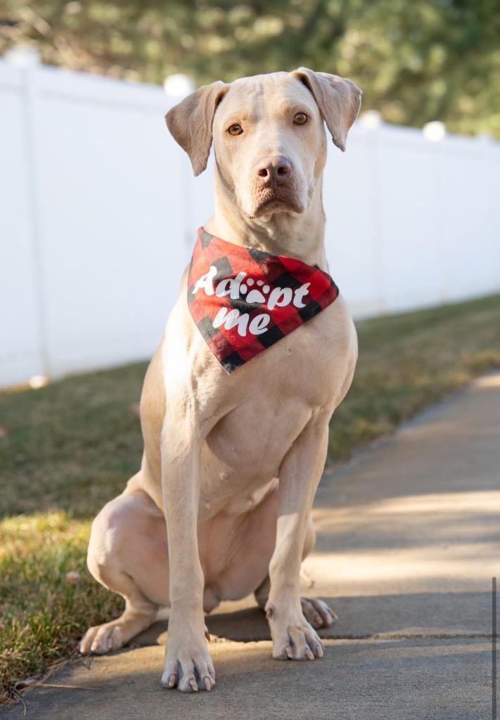Vomma, a Adoptable mixed breed in Fort Lupton, CO image 1/6