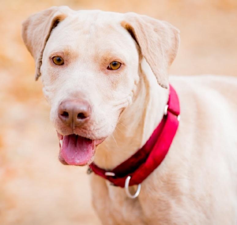 Enlarge Vomma, a Adoptable mixed breed in Fort Lupton, CO image 2/6