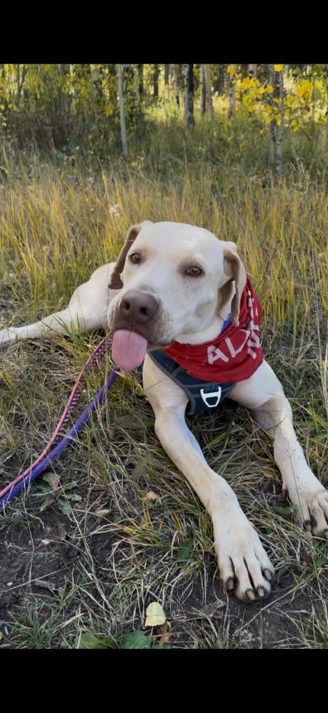 Enlarge Vomma, a Adoptable mixed breed in Fort Lupton, CO image 4/6