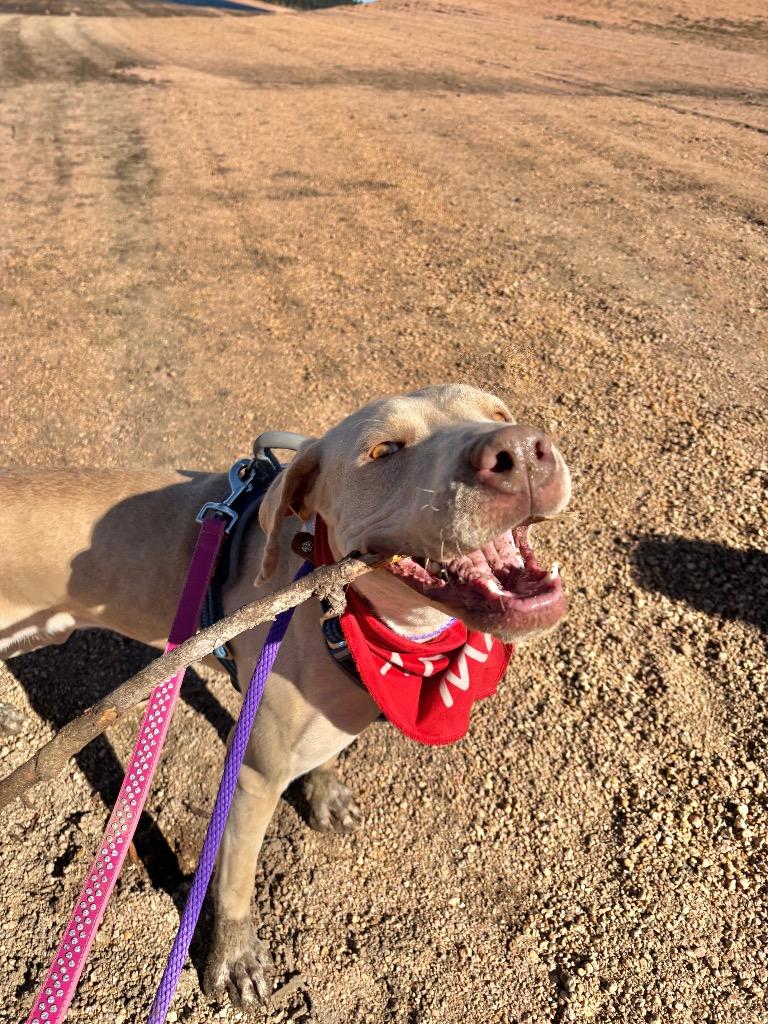 Vomma, a Adoptable mixed breed in Fort Lupton, CO image 3/6